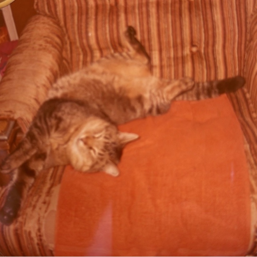 Meet your Posher, RASCAL - Picture 5 of 15